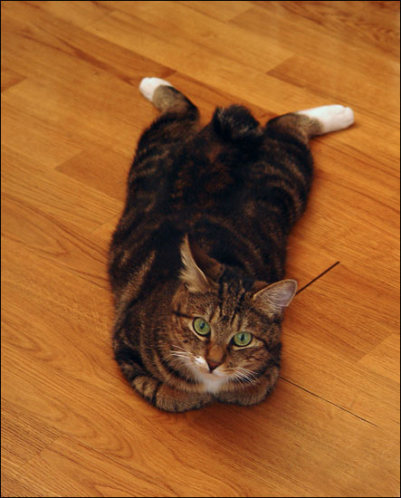 Коты из сети
