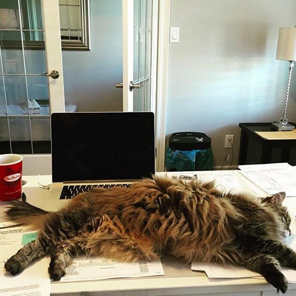 Коты из сети