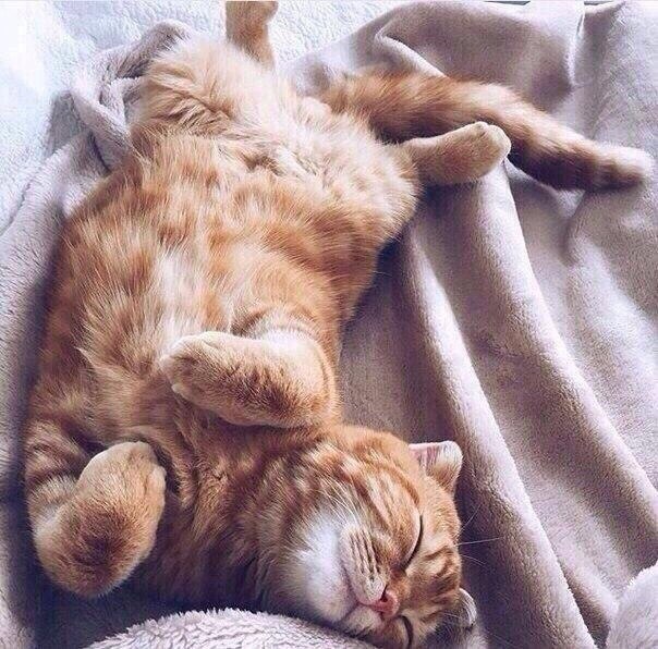 Коты из сети
