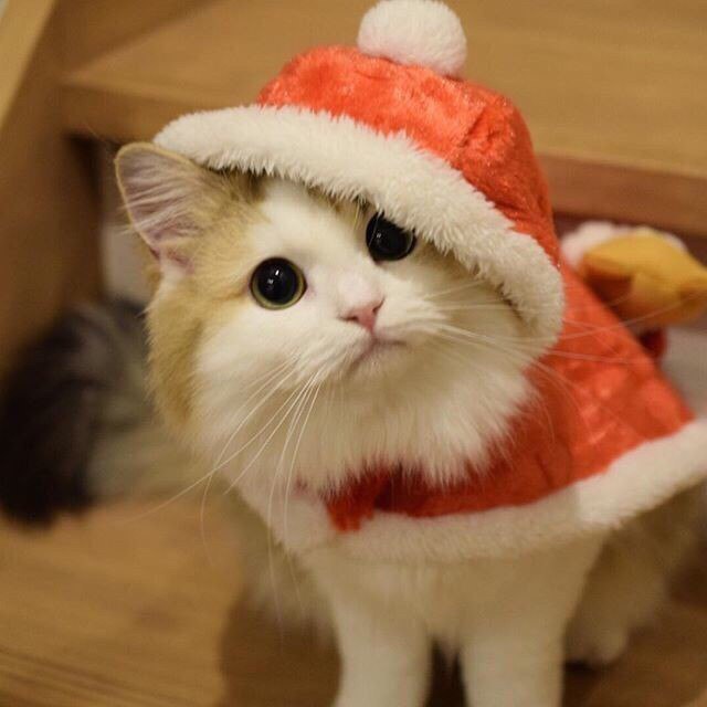 Коты из сети