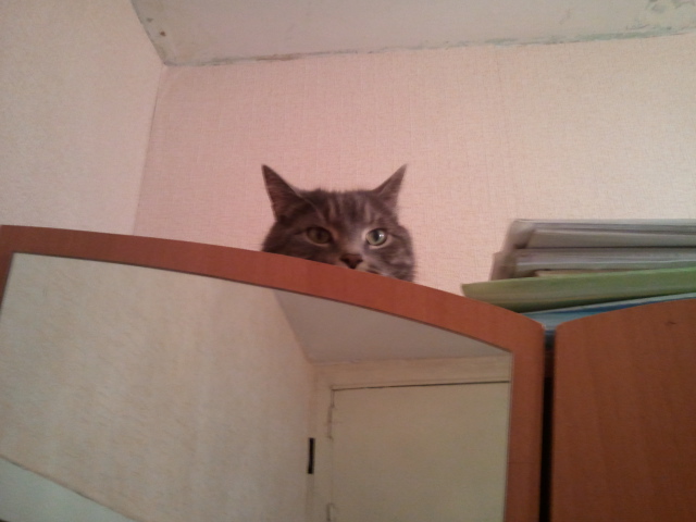 20 мест, в которых не должно было быть кота, но вот он
