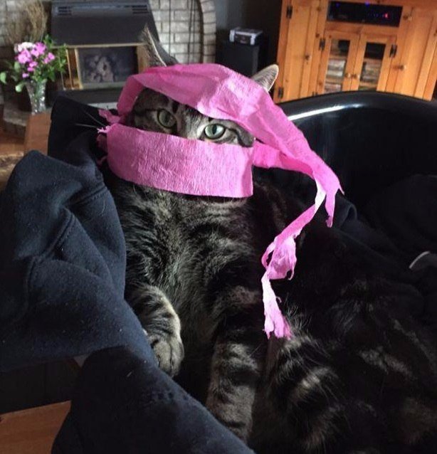 Коты и Кошки