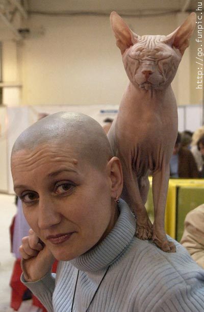 Котовторник стартует