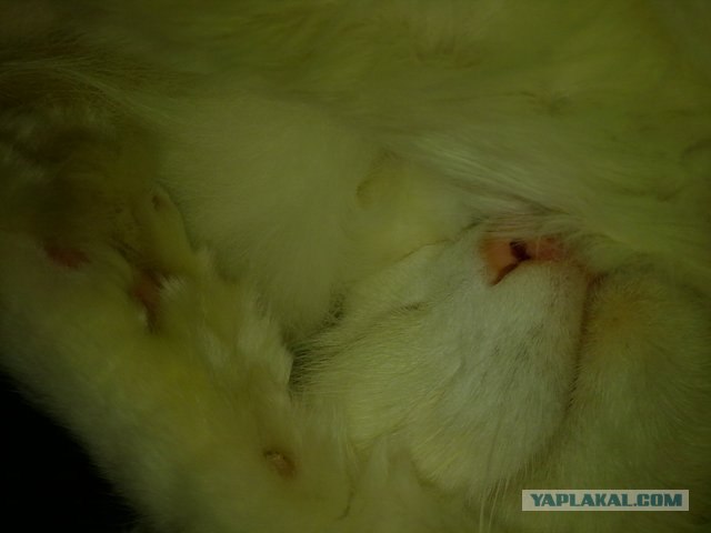 Котовторник с Кузей
