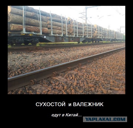 Вот почему говорят, что депутаты не заботятся о людях? В Думе уточнят, какой валежник можно считать бесплатным