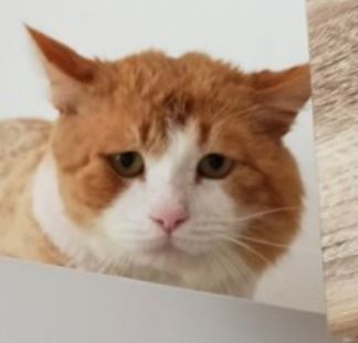 Помогите научить кота срать в лоток