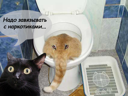 Киса хочет жабы