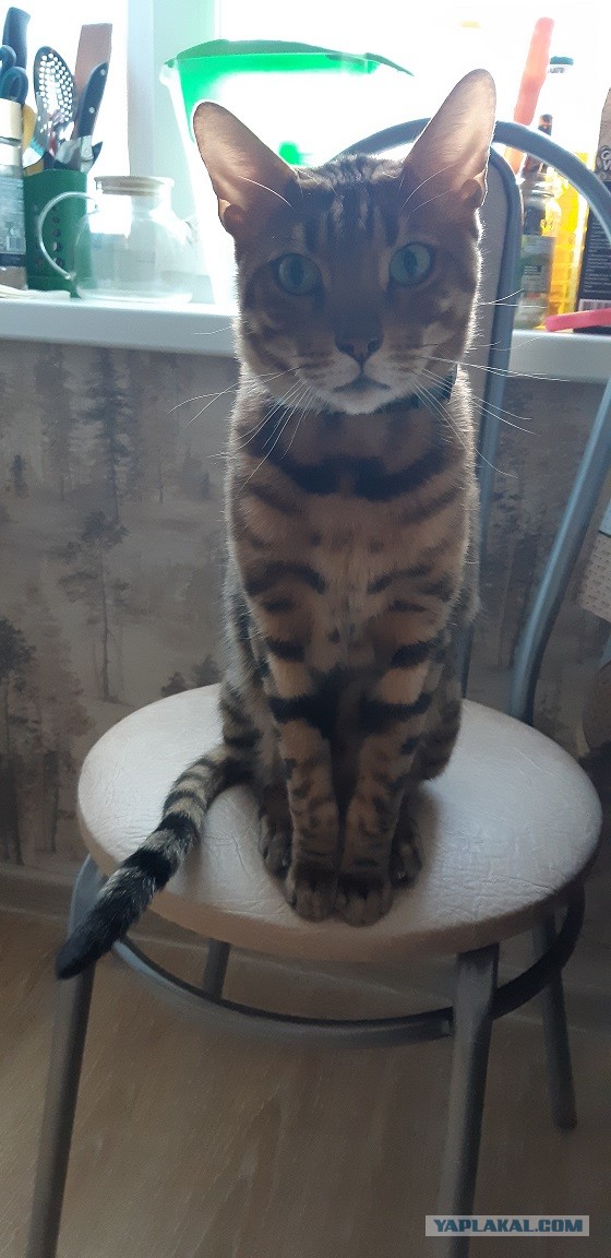 Котовторнику посвящается