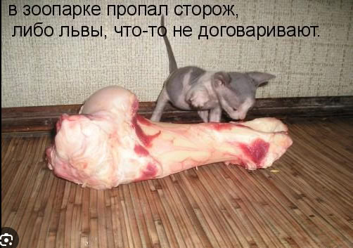 Соседский кот издевается над моими собаками, а я ничего не могу сделать