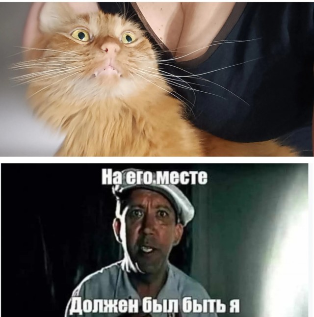 К котовторнику: подборка картинок-баянов с котиками и про котиков. Выпуск 24.