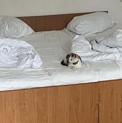 Котëнок с румынской дороги