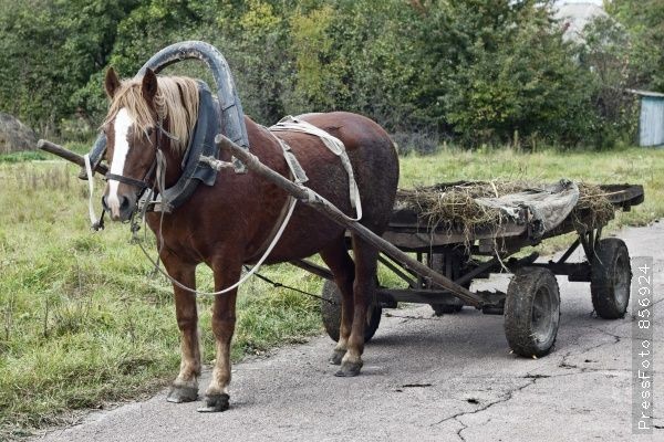 Король бездорожья