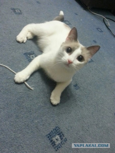 Котовторник   31.12.  2013