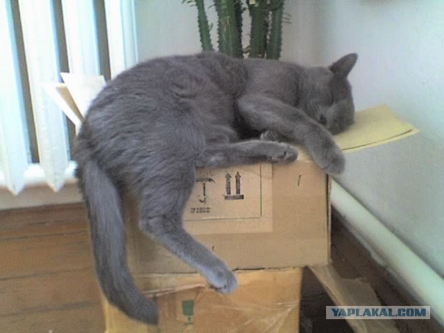 Котовторник 04.03.2014