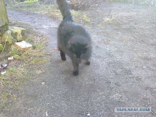 Котовторник 29.04.14.