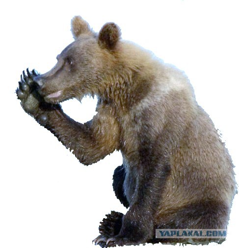 Новый мидвет!