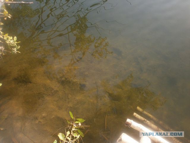 Голубая вода 2014
