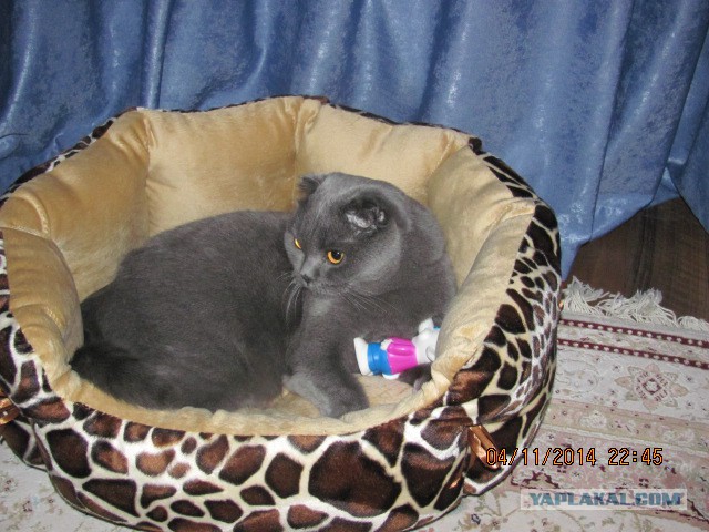 Котовторник 11.11.2014