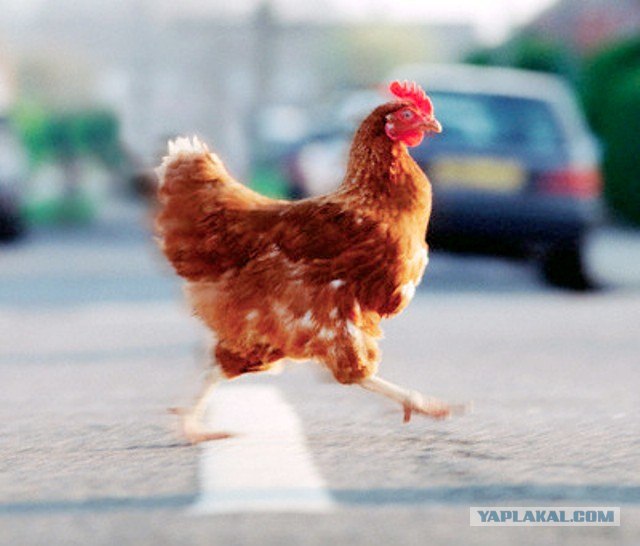 Курица перешла через дорогу