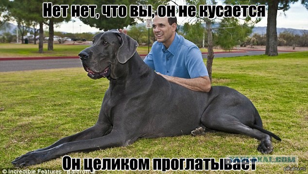 Собака щекочет ребенка