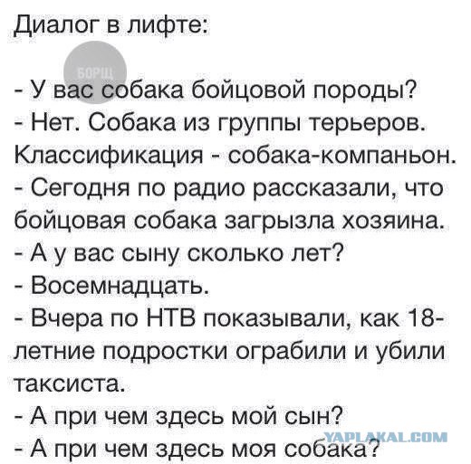 У собак золотые сердца