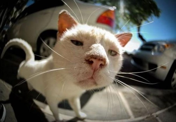 Котэподборка