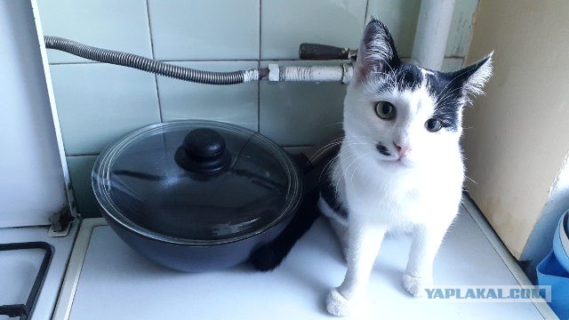 Котэ попал