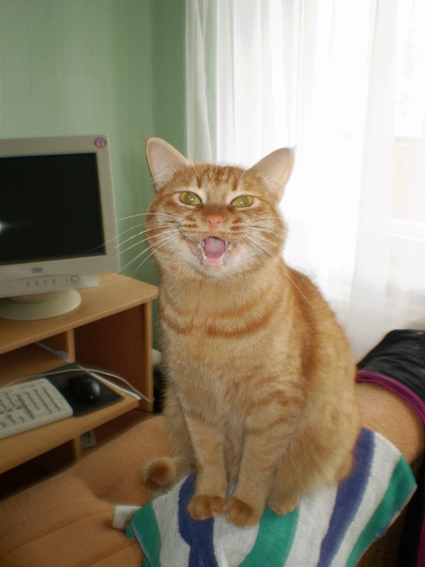 Котовторник