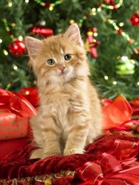 Коты из сети