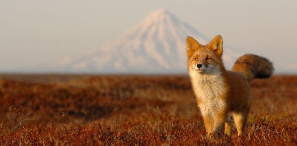 Самые смешные животные