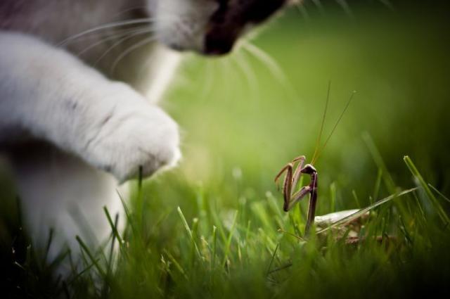 Коты и Кошки