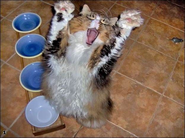 Коты и Кошки