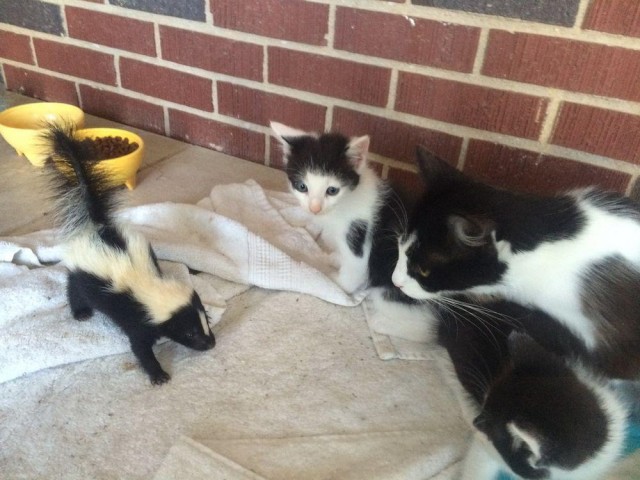 Коты и Кошки