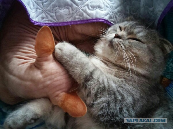 Как спят наши странные коты