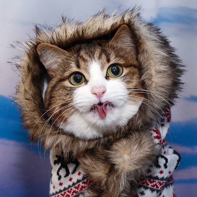 Котик-инвалид из Екатеринбурга покорил соцсети