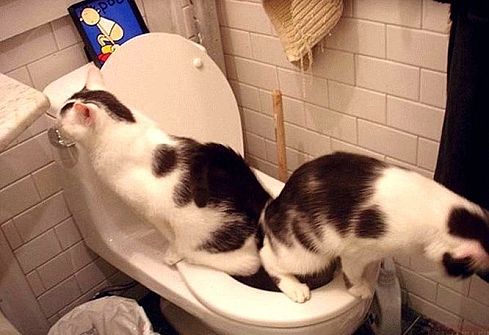 Прикольные коты на среду! ОЧЕНЬ МНОГО! Часть 2