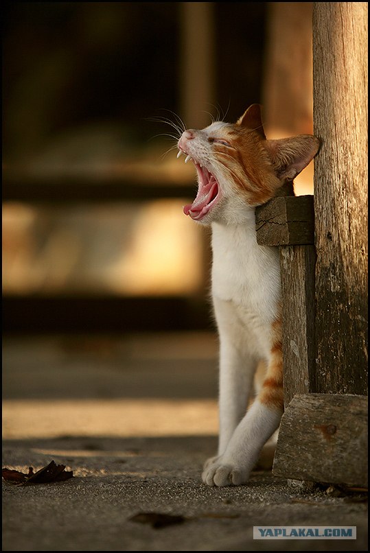 УРРААА ! Котовторник на ЯПлакалъ !