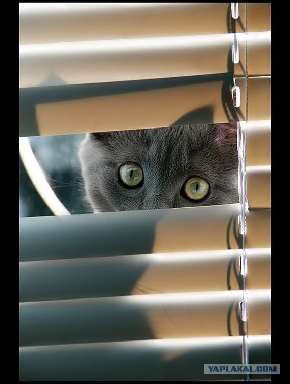 Уррааа! Котомет на ЯПлакалъ.
