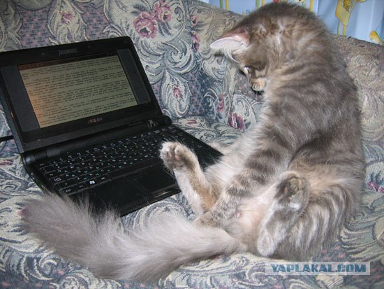 Котовторник на вторник! (30.09.2008)