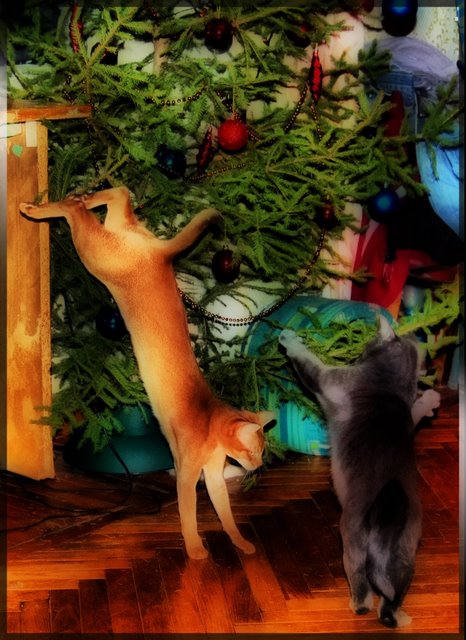 Новогодний КОТОВТОРНИК!