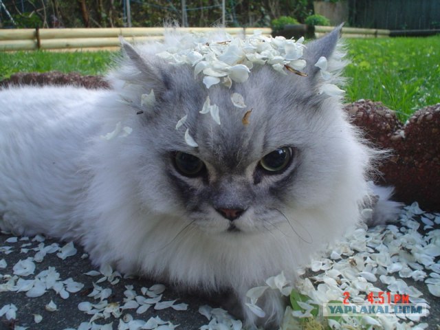 Котосреда (06.05.2009)