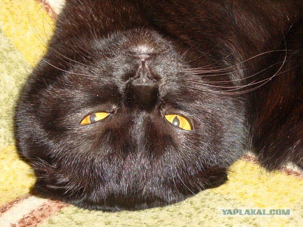 Котовторник: коты и... почти мыши