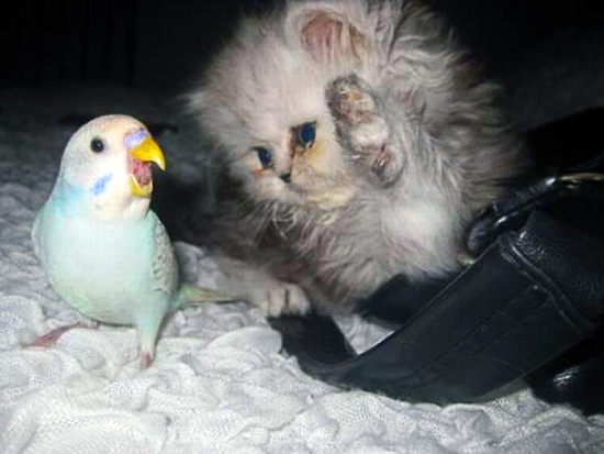 Котовторник стартует