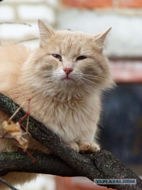 Начинаем котовторник!
