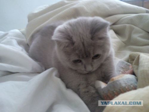 Первый котовторник июля