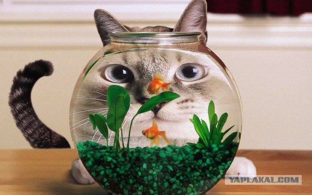 Котовторник! 11.10.11
