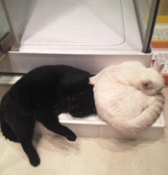 Котовторник  14.08.2012.