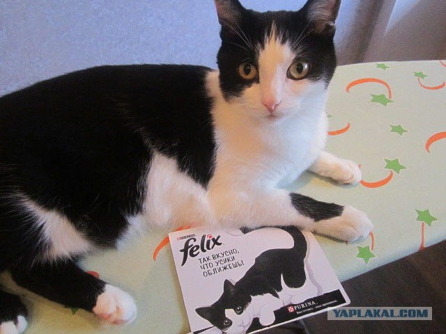 Котовторник  28.08.12