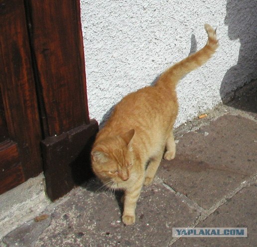 Котовторник 29.01.2013