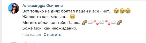 Помогите вернуть кота! Приют "Преданное сердце" украл кота и не отдает!-2